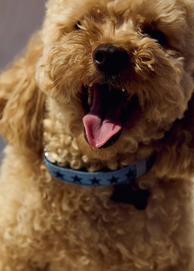 Pet collar star print