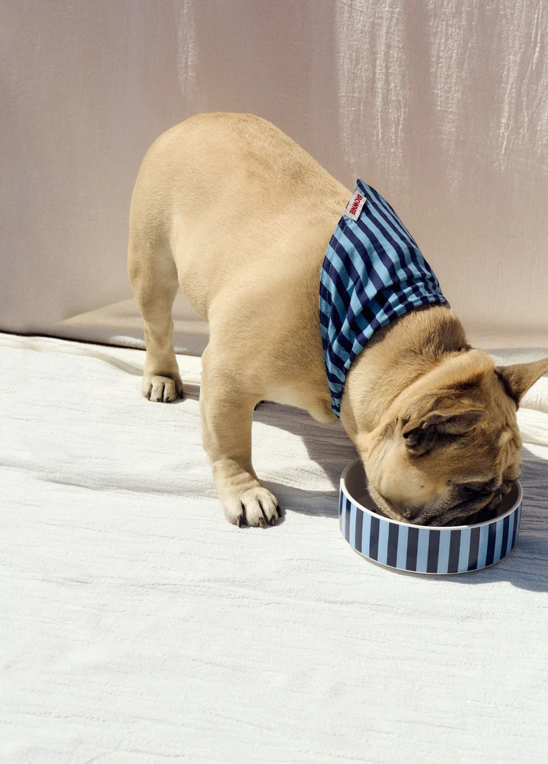 Small pet bowl