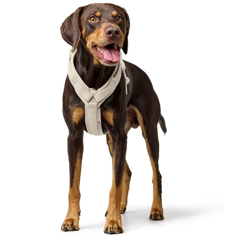 Geschirr Maldon Up Limited Edition