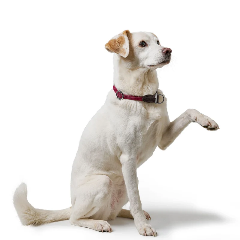 Dressurhalsung Freestyle